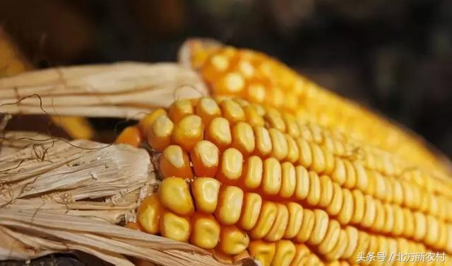 荆州玉米价格最新行情及分析概述